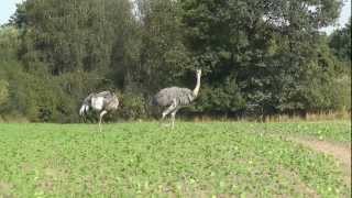 Nanduhahn und Henne auf den Weg zu den  Beeren.