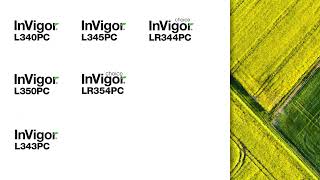 InVigor in a Minute - Clubroot-resistant hybrids | BASF