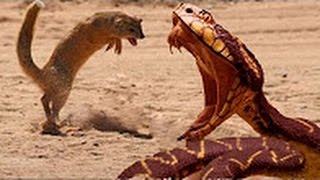 Amazing Real  Fight between Snake Vs Mongoose