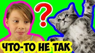 ЗАБИРАЕМ КОТЁНКА | ЧТО-ТО ПОШЛО НЕ ТАК | ЗАБИРАЕМ ДРУГОГО | КОТИК ИГРАЕТ