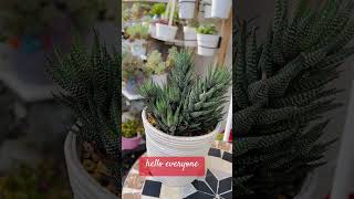 #haworthia zebra#great plant for beginners # succulents lovers #shorts