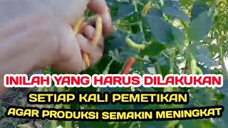 R : CARA PEMETIKAN CABE YANG UNIK AGAR DISUKAI KONSUMEN