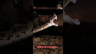 সাপ কামড়ালে কি করবেন জেনে নিন - Snake Bite Treatment #snakevideo #snake #viralvideo