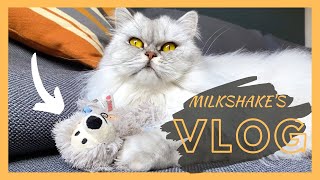 The Bears' Comeback | Milkshake The Cat Vlog #16