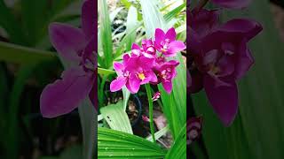 violet ground orchid/ground orchid varieties#shorts