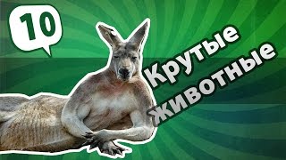 Крутые животные / Cool animals