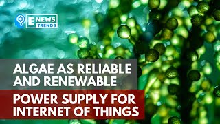 Algae as Reliable and Renewable Power Supply for Internet of Things