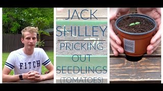 Pricking Out Seedlings (Tomatoes) | Jack Shilley