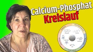 Calcium-Phosphat-Kreislauf erklärt - Wissen für die Heilpraktikerausbildung