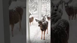 What would you do if you saw Santa’s Reindeers at your front door?🎅