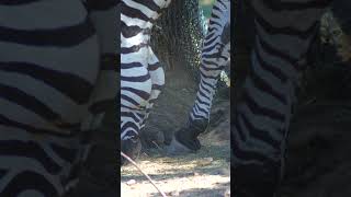 Zebra Feeding 3   #shorts #fyp #zebra