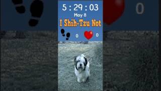 I Shih-Tzu Not Animated Watch Face