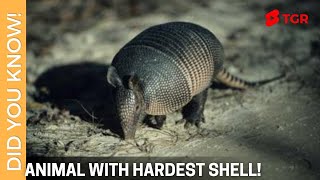 Which Animal Has The Hardest Shell ? | #ShortVideo 113