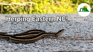 An EPIC Day Of Herping Eastern North Carolina!