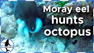 Moray eel eats octopus. Ink oozes out of eel's gills #shorts