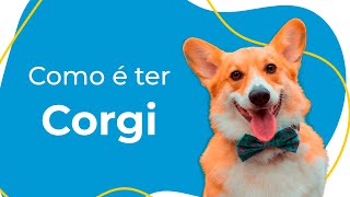 COMO É TER UM CORGI: COMPORTAMENTO, CUIDADOS ESSENCIAIS E CURIOSIDADES