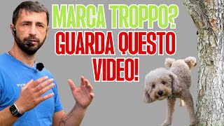 MARCA TROPPO? GUARDA QUESTO VIDEO!