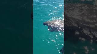 Family of manatees hanging out boatside.