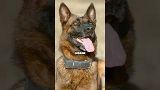 German Shepherds: The Ultimate Working Dogs! 🐕‍🦺 #shorts