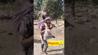 😱 #animalslover #youtubeshorts #shortsfeed #funnyanimals #viral #respect #shorts #amazing #yt