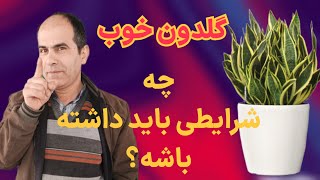 اگر قصد تعویض گلدان را دارید میدونید گلدان استاندارد چیه؟