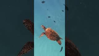 BEST TOUR IN HONOLULU, HI! Boat tour to snorkel with sea turtles in Hawaii. Captain Max Boat Tours.