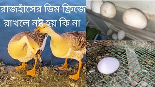 রাজহাঁসের ডিম ফ্রিজে রাখলে নষ্ট হয় কি না  🦢🦢🦢🦢🦆🦆🦆😸😽😸🤲😸