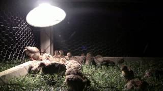 Guinea fowl keets catching flying insects under a lamp