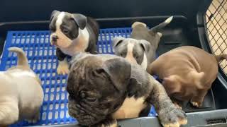 Wow Beautiful exotic bully puppies getting ready to go to there forever homes #subscribe #dogs #dog