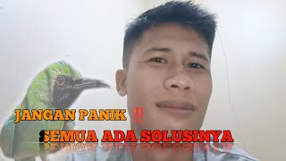 DI JAMIN SUKSES ‼️ IKUTIN TIPS INI, CUCAK IJO KALIAN CEPAT MONCER