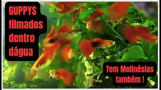 CONHEÇA MEUS GUPPYS E MOLINÉSIAS DENTRO DÁGUA (SUB AQUÁTICO)