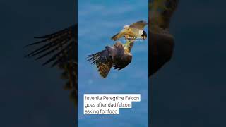 Young Peregrine Falcon vs Dad Falcon #subscribe #shorts #nature #birdsofprey #falcon #raptors #viral