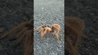 Tarantula crossing the road. #tarantula #tarantulas #tucson #arizona #az #spider