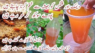 Best Free Organic Pesticide | Deemak aur Fungus ka Khatama | Podon ko Sokhne se Bachae