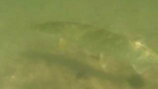 Musky swims circles around freediver Lake minnetonka quest for monster musky