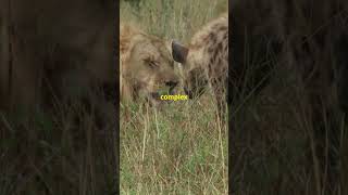 Hyenas: The Misunderstood Predators!!#shortsvideo   #viralshorts #reels #trending