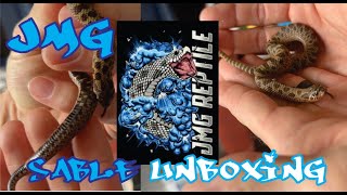 Sable albino sunburst hognose unboxing From JMG