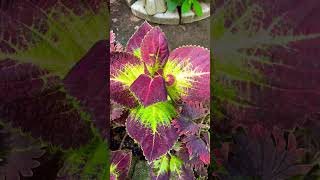 Lovely coleus with big leaves   #plants #gardening #shortsvideo