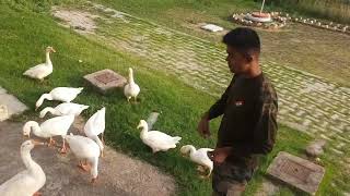 हंसों के बीच😍#swanfeeding#policemotivationalvideo #irbduty #viralvideo #viralshorts #neerajsindhu#