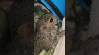 Milty the Rescued Baby Squirrel And Dixie the Cat Eying Each Other