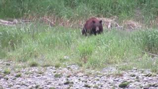 Black bear grazing on the klamath river