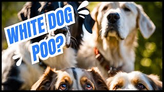 Do You Know Why White Dog Poo Disappeared?