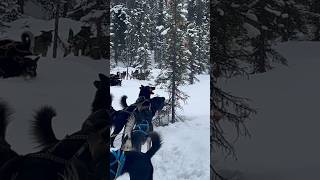 Alaskan Husky vs Christmas Tree #alaskanhusky #alaskalife #alaska #winter #christmas