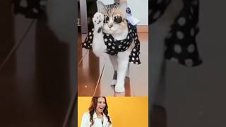 OMG Cute Funny Cat 😺😂