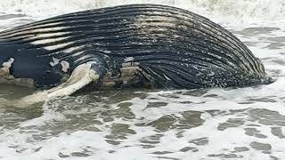 filhote de baleia jubarte praia de Itapoá SC