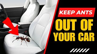 How To Remove Ants From Your Car (Quick Methods)