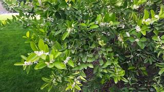 Growing citrus trees in the desert of Southern California