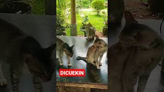 DICUEKIN #shorts #kucing #kucingimut #kucinglucu #kucingkampung #cats #viral #istanalokajaya