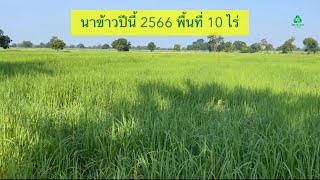 นาข้าว ปีนี้ 2566 พื้นที่ 10 ไร่