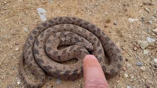 Harmless Rhombic Egg-eater "Dasypeltis scabra"